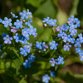 Myosotis du Caucase Emerald Mist ® - Brunnera macrophylla Emerald Mist ® - Willemse