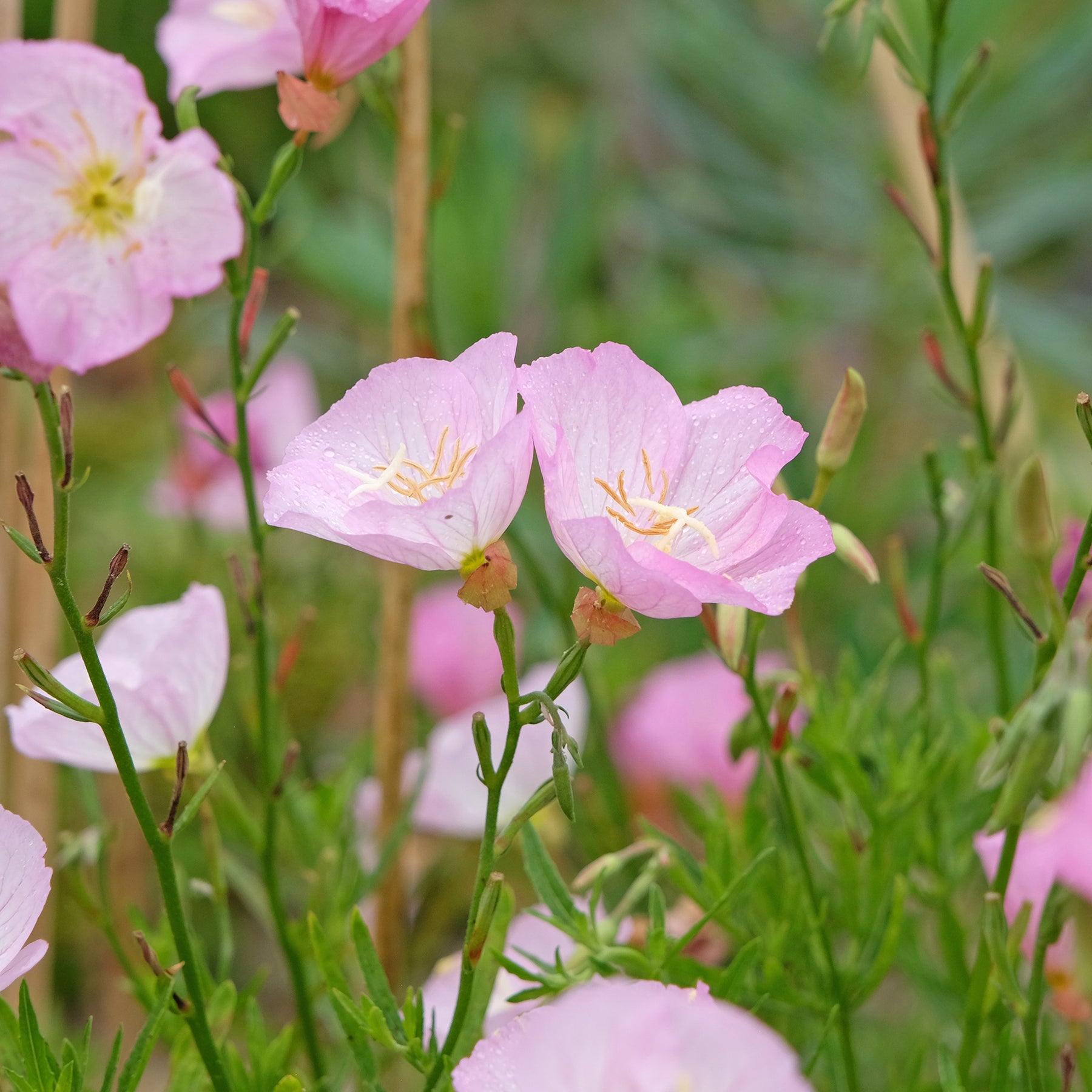 Oenothera speciosa Siskiyou Pink - 2 Oenothères roses Siskiyou Pink - Oenanthe - Œnothère