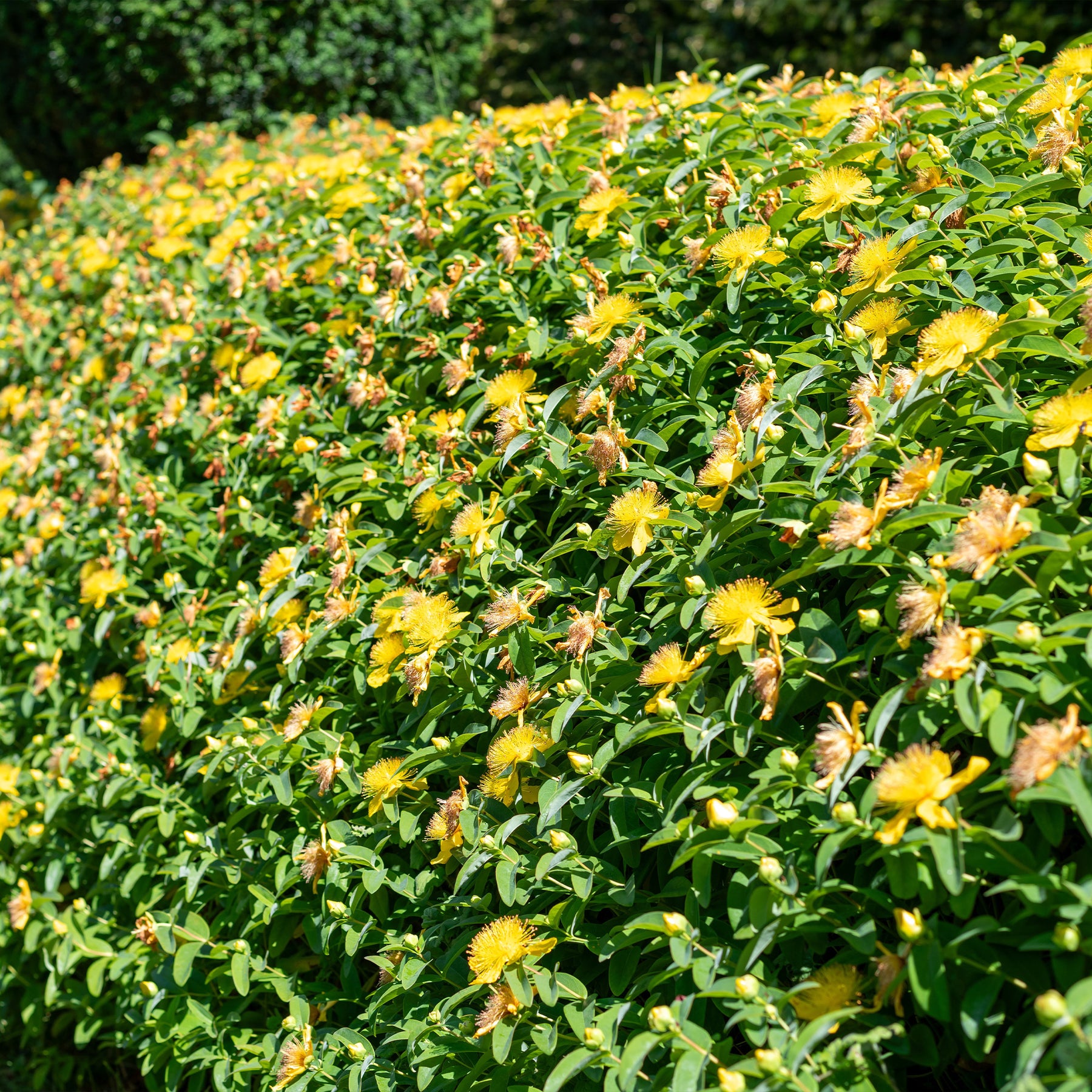 Hypericum calycinum - 5 Millepertuis - Millepertuis - Hypericum