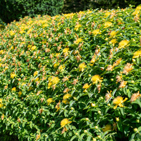 Hypericum calycinum - 5 Millepertuis - Millepertuis - Hypericum