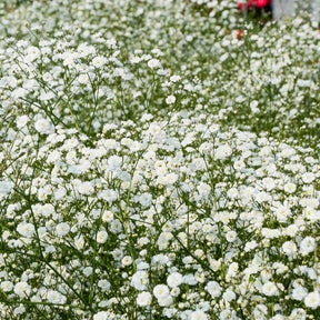 Vente Massif de 50 plantes vivaces assorties - Superficie environ 6 m²