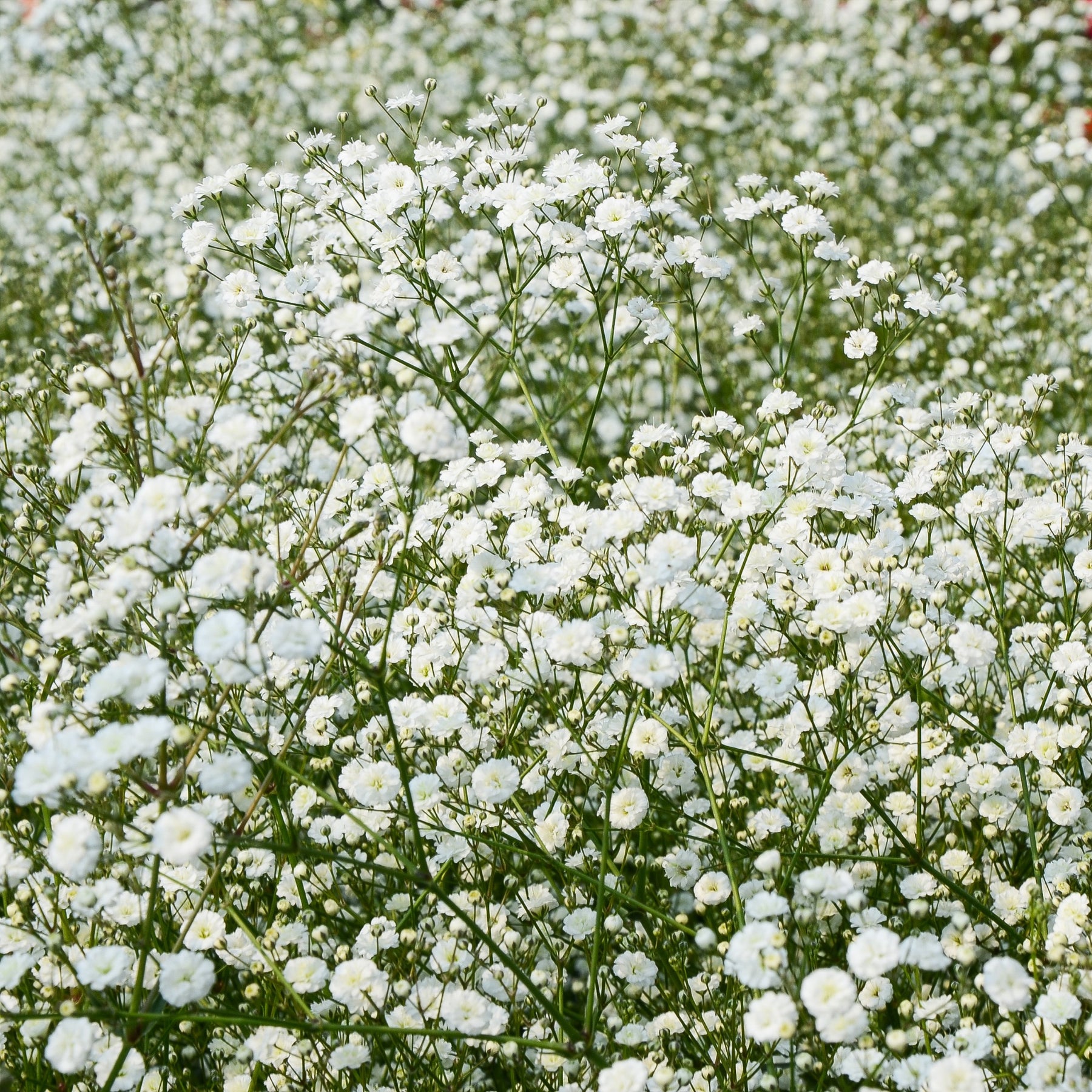 Collections de vivaces - Collection de 11 plantes vivaces pour massifs champêtres - Delphinium, gypsophila paniculata, centranthus ruber