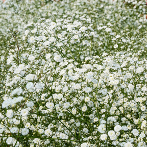 Collections de vivaces - Collection de 11 plantes vivaces pour massifs champêtres - Delphinium, gypsophila paniculata, centranthus ruber