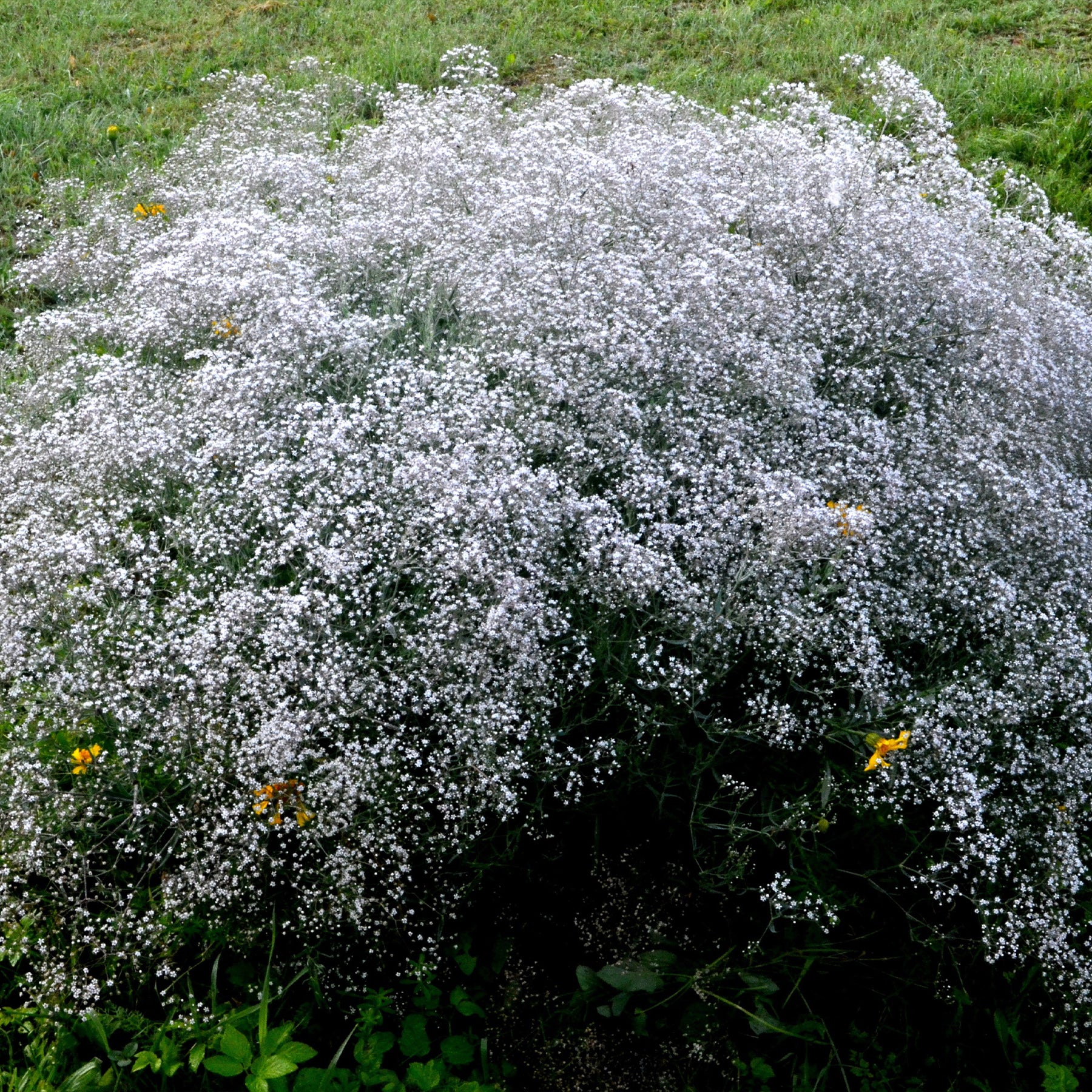 Gypsophila paniculata - 3 Gypsophiles blanche - Gypsophile