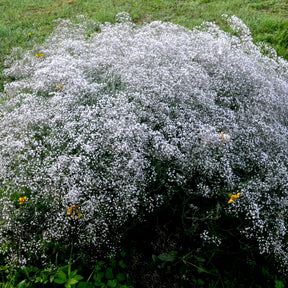 Gypsophila paniculata - 3 Gypsophiles blanche - Gypsophile