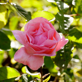 Rosier Queen Elisabeth - Rosa Queen Elisabeth - Willemse