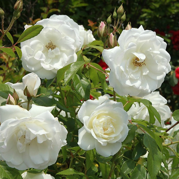 Rosier buisson Helga - Willemse