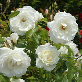 Rosiers buisson - Collection de 3 Rosiers buissons : Black Baccara, Candy stripe, Helga - Rosa 'black baccara', 'candy stripe', 'helga'