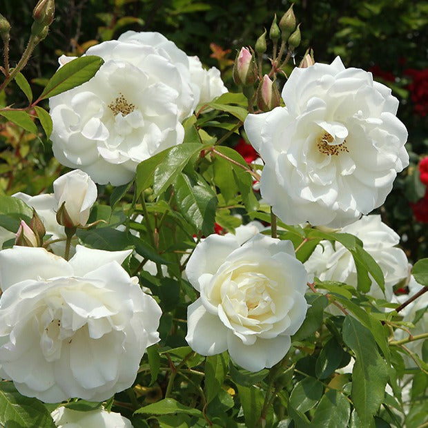 Rosiers buisson - Collection de 3 Rosiers buissons : Black Baccara, Candy stripe, Helga - Rosa 'black baccara', 'candy stripe', 'helga'
