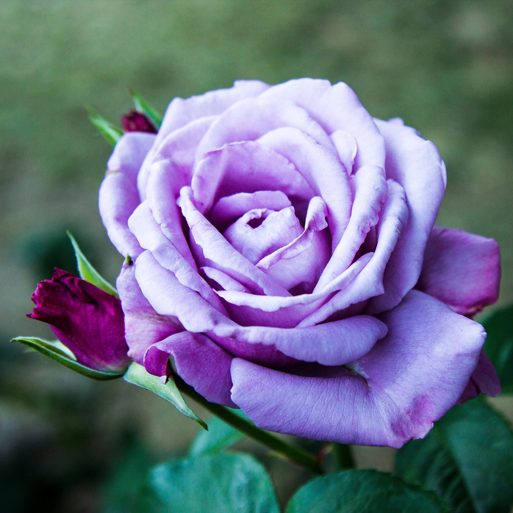 Rosa - Rosier buisson violet - Rosiers buisson