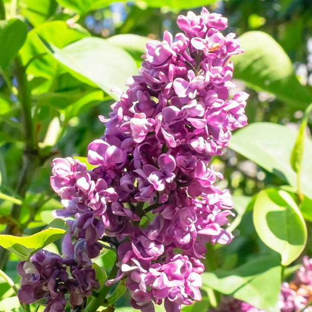 Syringa vulgaris - Collection de 4 Lilas doubles : bleu, rouge, lilas, blanc - Lilas
