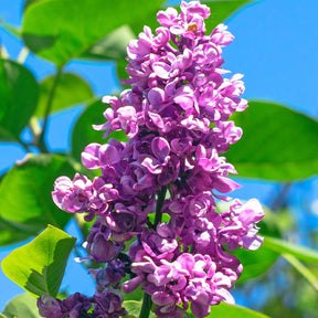 Vente Lilas double rouge