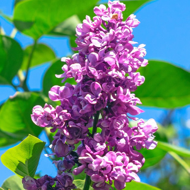 Vente Lilas double rouge