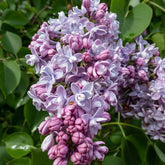 Lilas double bleu - Willemse