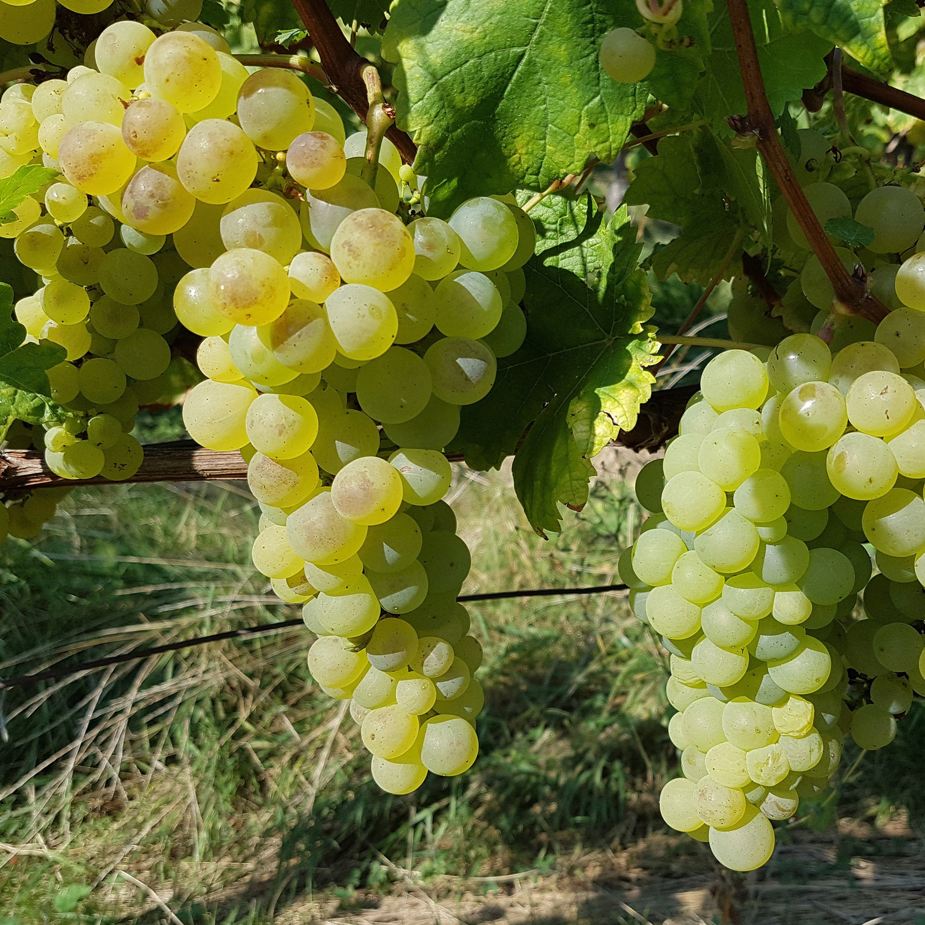 Vente Collection de 4 vignes - Vitis vinifera Chasselas rose, Muscat de Hambourg, Exalta, Chasselas de Fontainebleau
