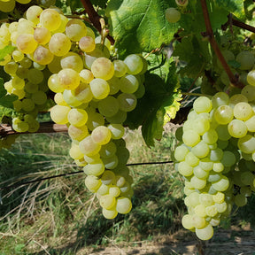 Vente Collection de 4 vignes - Vitis vinifera Chasselas rose, Muscat de Hambourg, Exalta, Chasselas de Fontainebleau