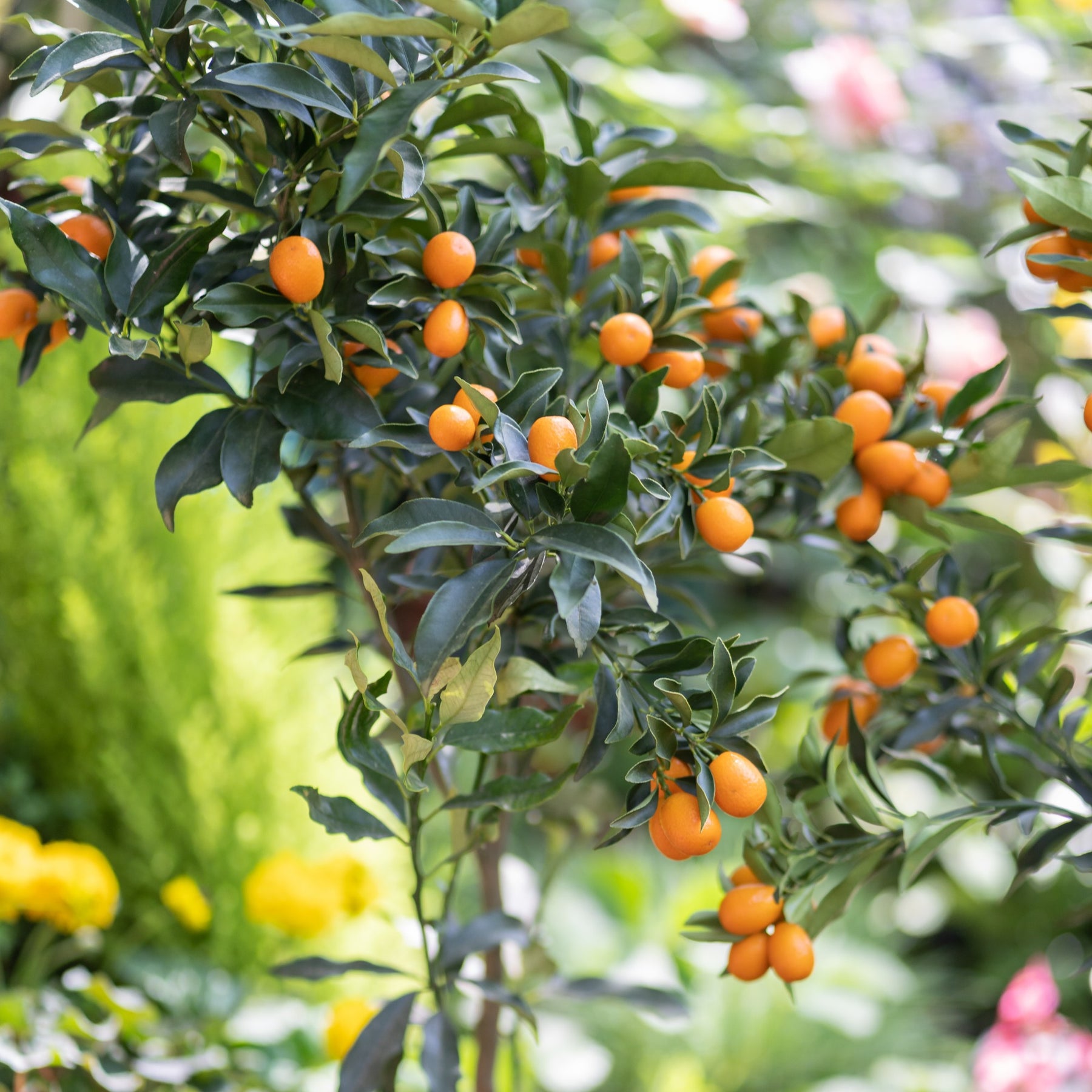 Citrus lemon vulcan + fortunella - Collection de 2 Kumquat et Citronnier - Collections de fruitiers