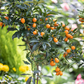 Citrus lemon vulcan + fortunella - Collection de 2 Kumquat et Citronnier - Collections de fruitiers