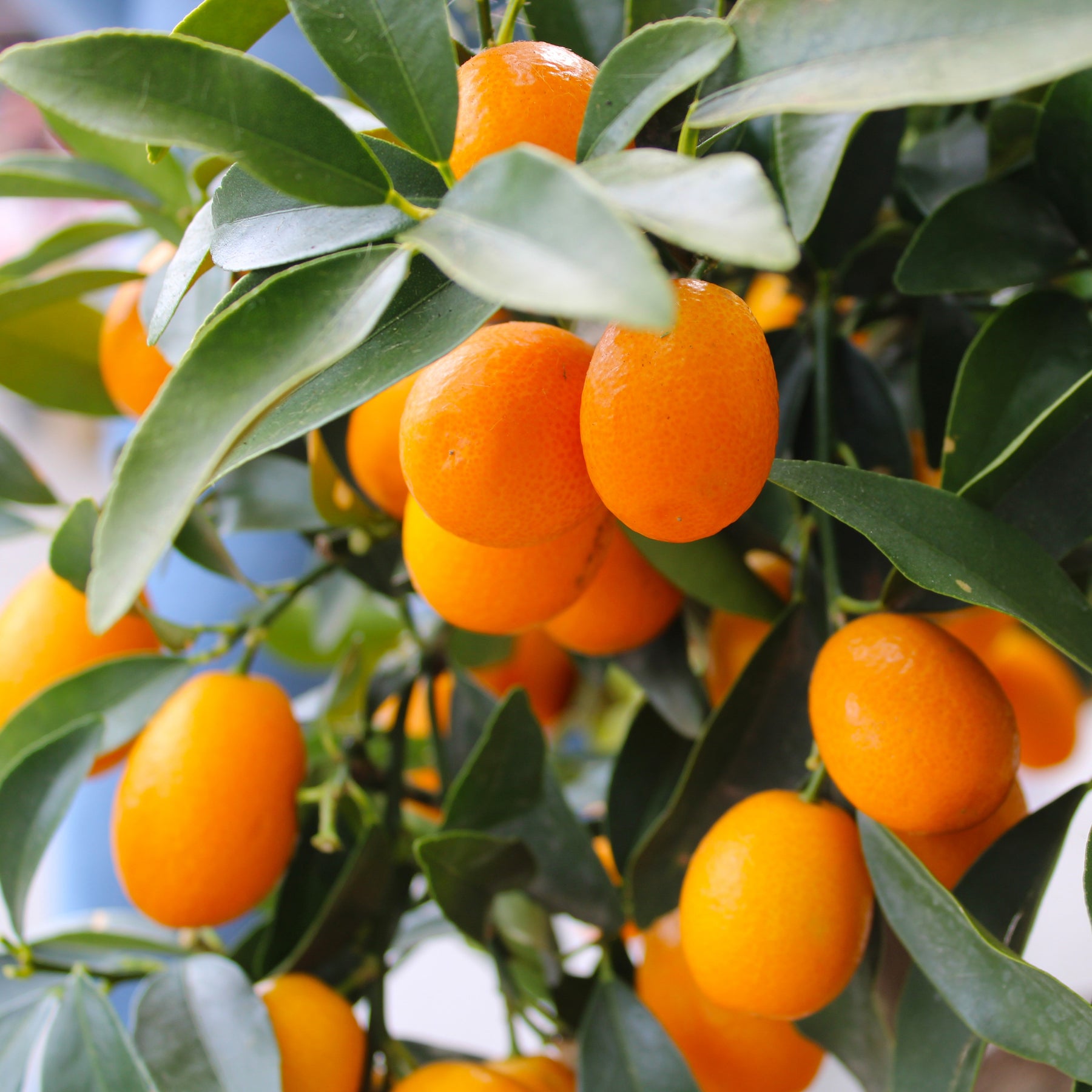 Kumquat - Fortunella margarita - Willemse