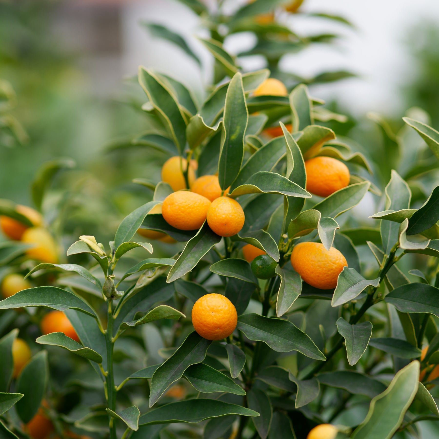 Vente Kumquat - Fortunella margarita