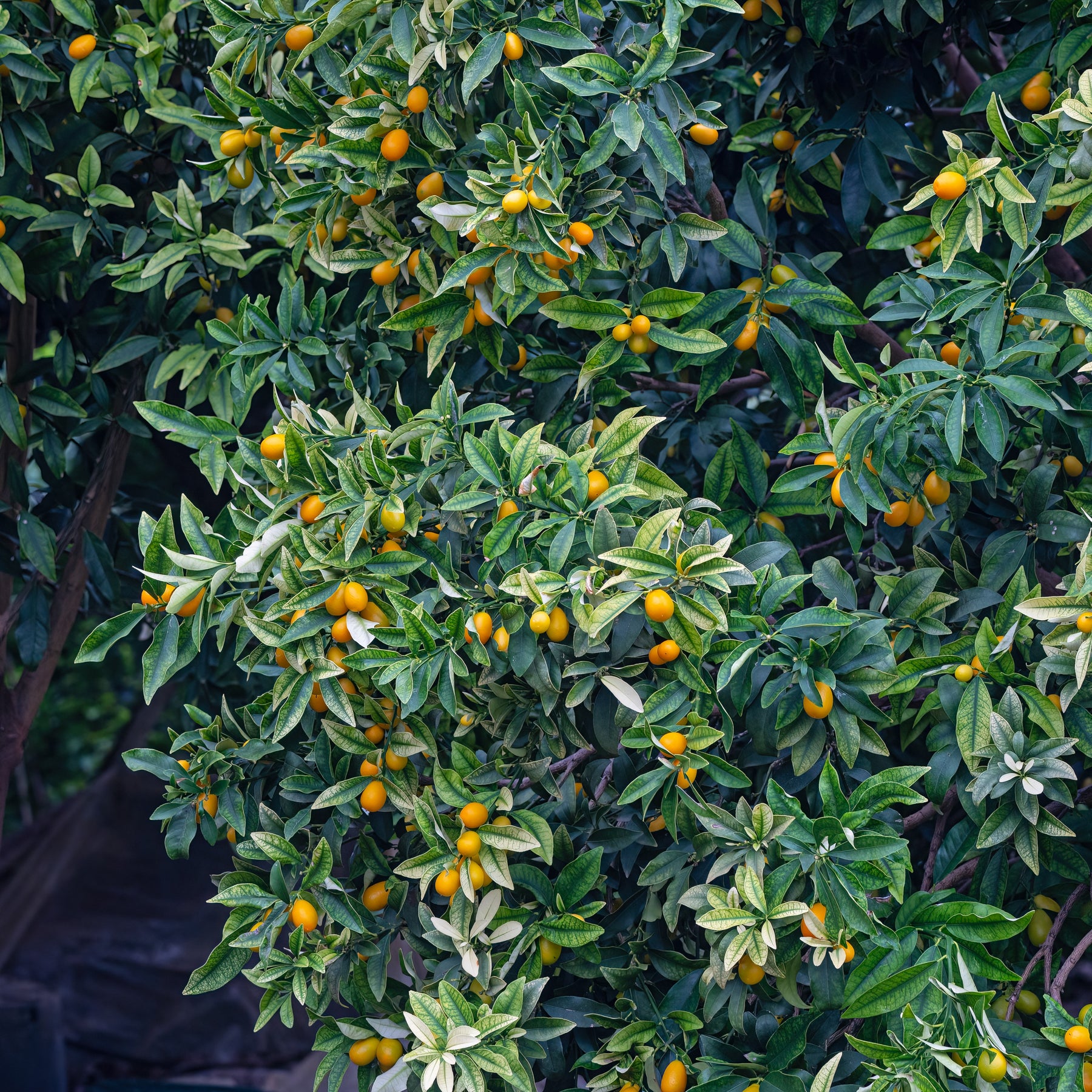 Fortunella margarita - Kumquat - Arbres fruitiers exotiques