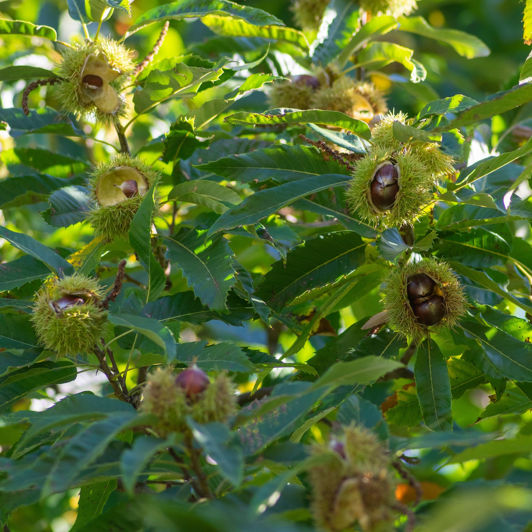 Vente Chataignier commun - Castanea sativa