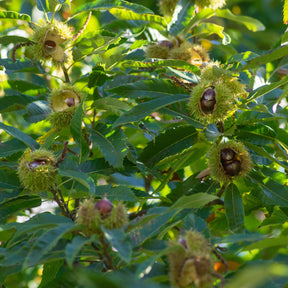 Vente Chataignier commun - Castanea sativa