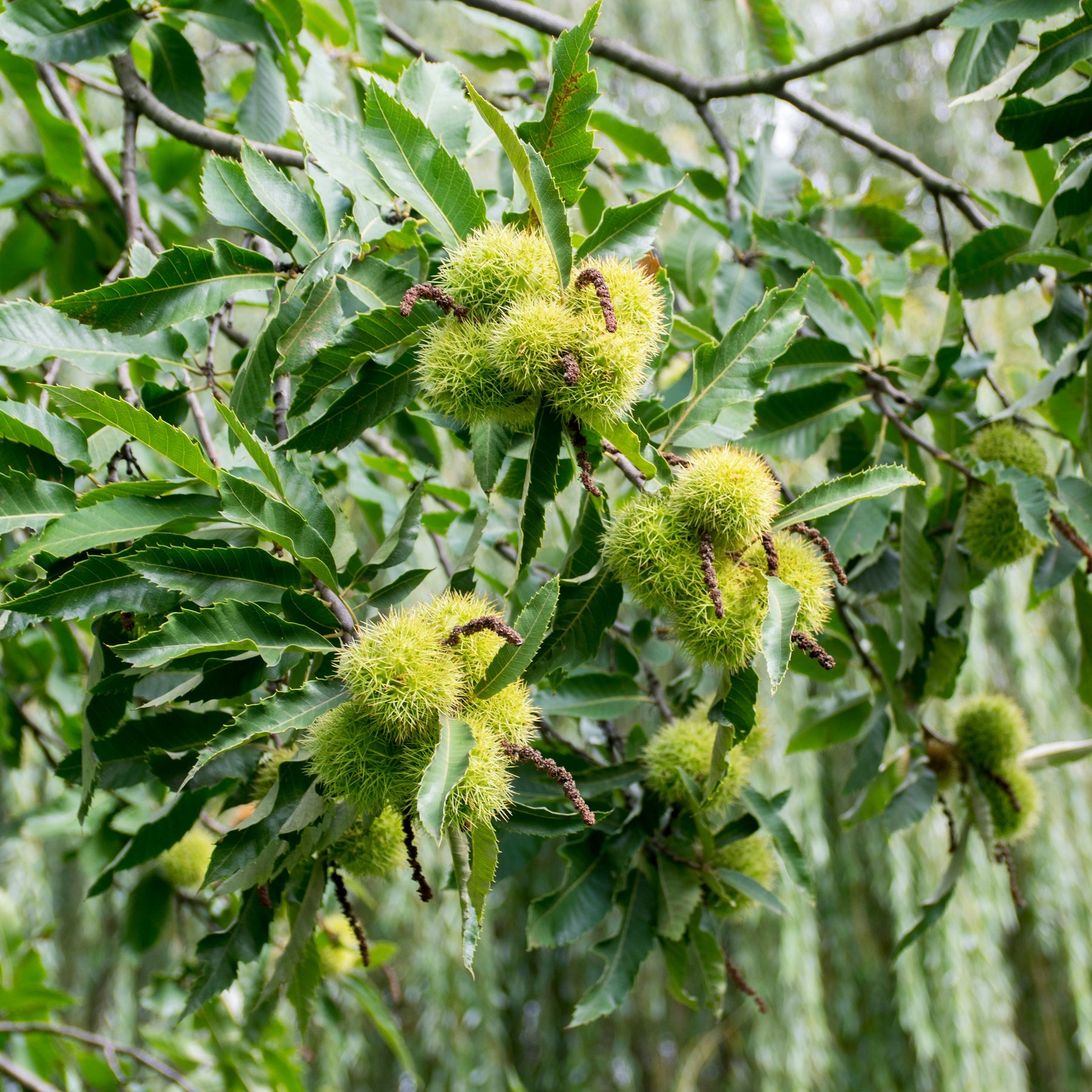 Chataignier commun - Castanea sativa - Willemse