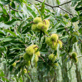 Chataignier commun - Castanea sativa - Willemse