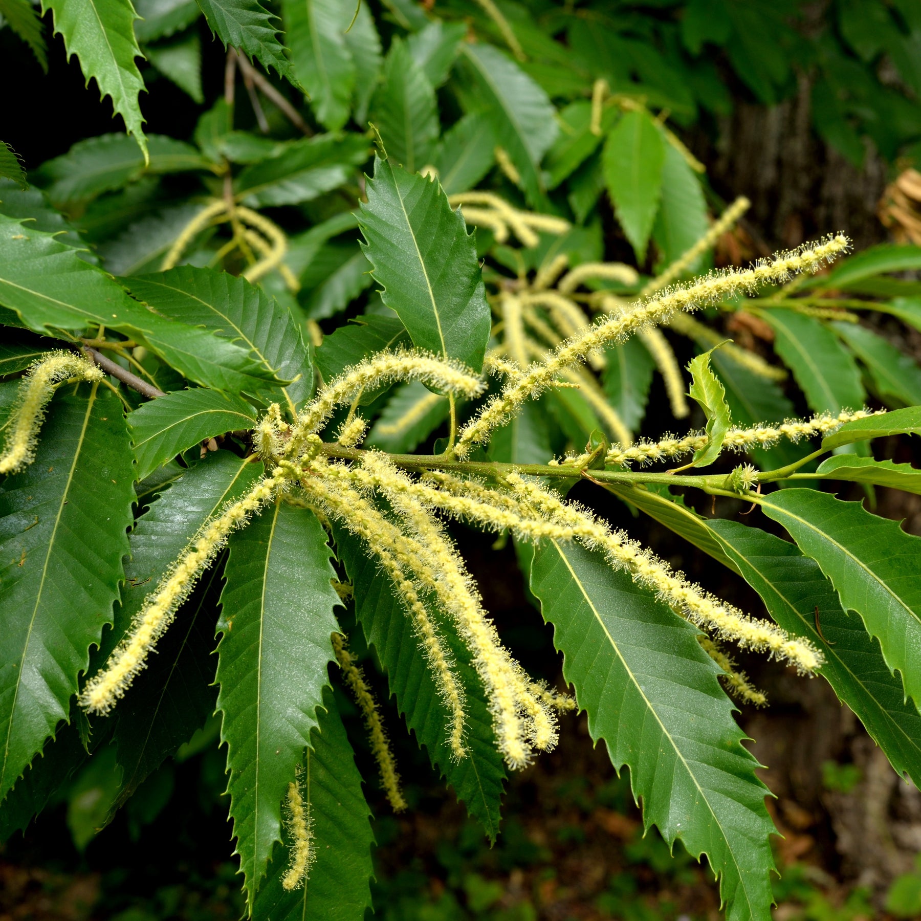 Castanea sativa - Chataignier commun - Châtaignier