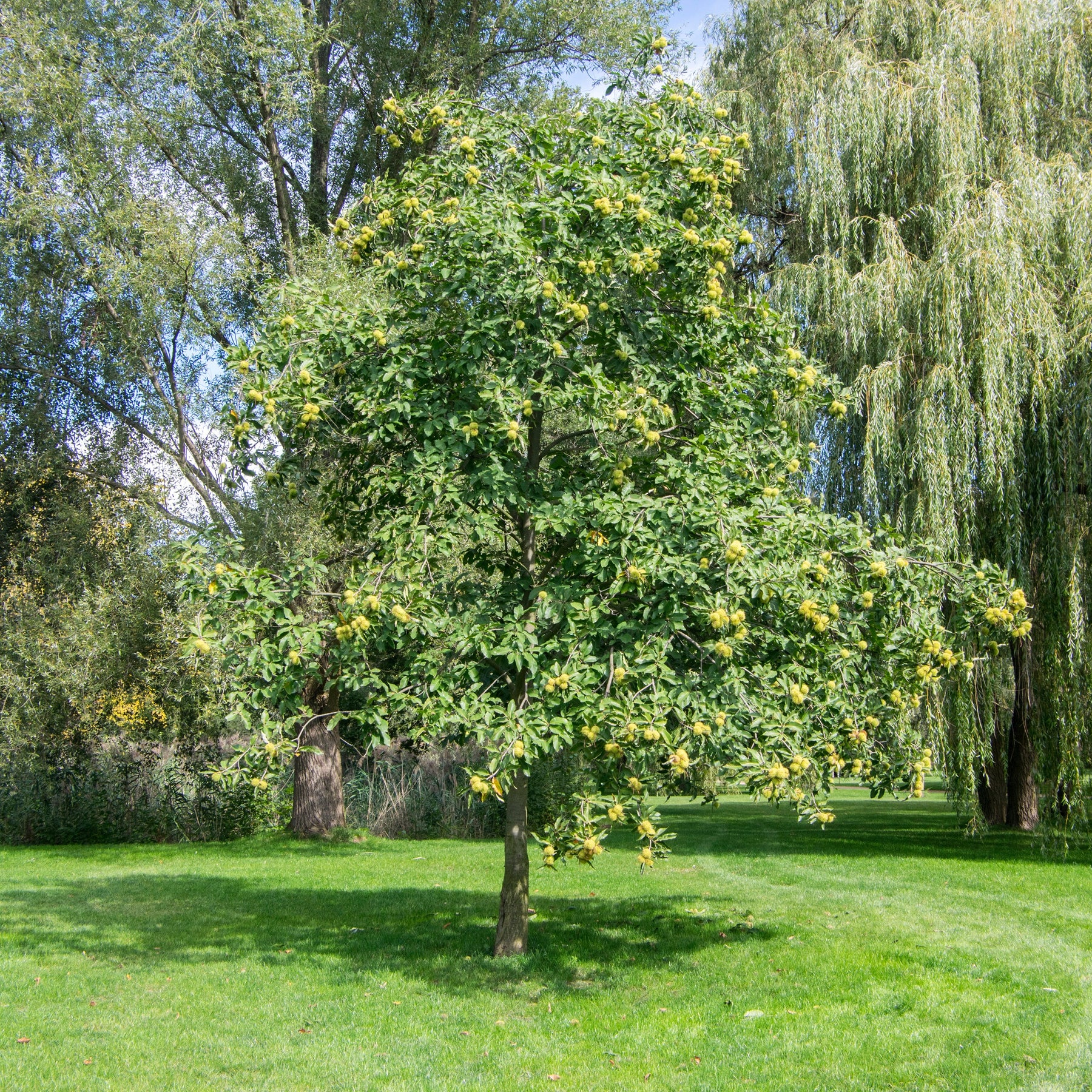 Châtaignier - Chataignier commun - Castanea sativa