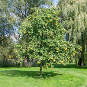 Châtaignier - Chataignier commun - Castanea sativa