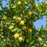 Citronnier Vulcan - Willemse