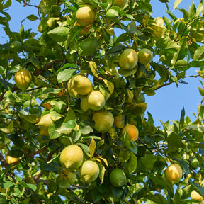 Citronnier Vulcan - Willemse