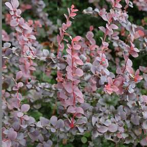 Berberis - Haie de Berberis rouges - Berberis thunbergii Atropurpurea