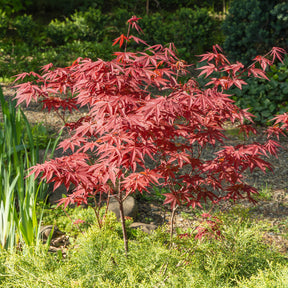 Acer palmatum Atropurpureum - Erable pourpre du Japon - Erable du Japon