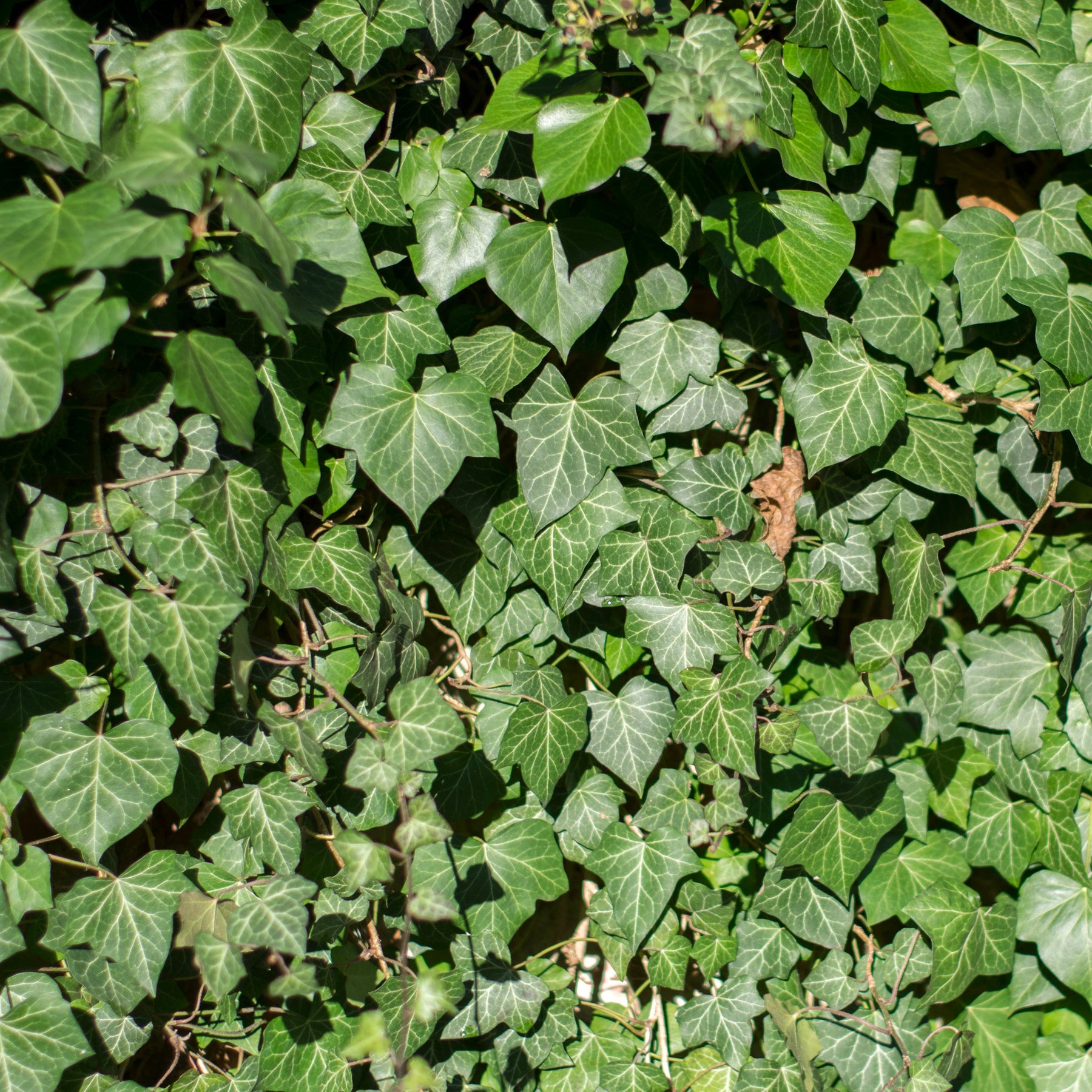 3 Lierres d'Irlande - Hedera hibernica - Willemse