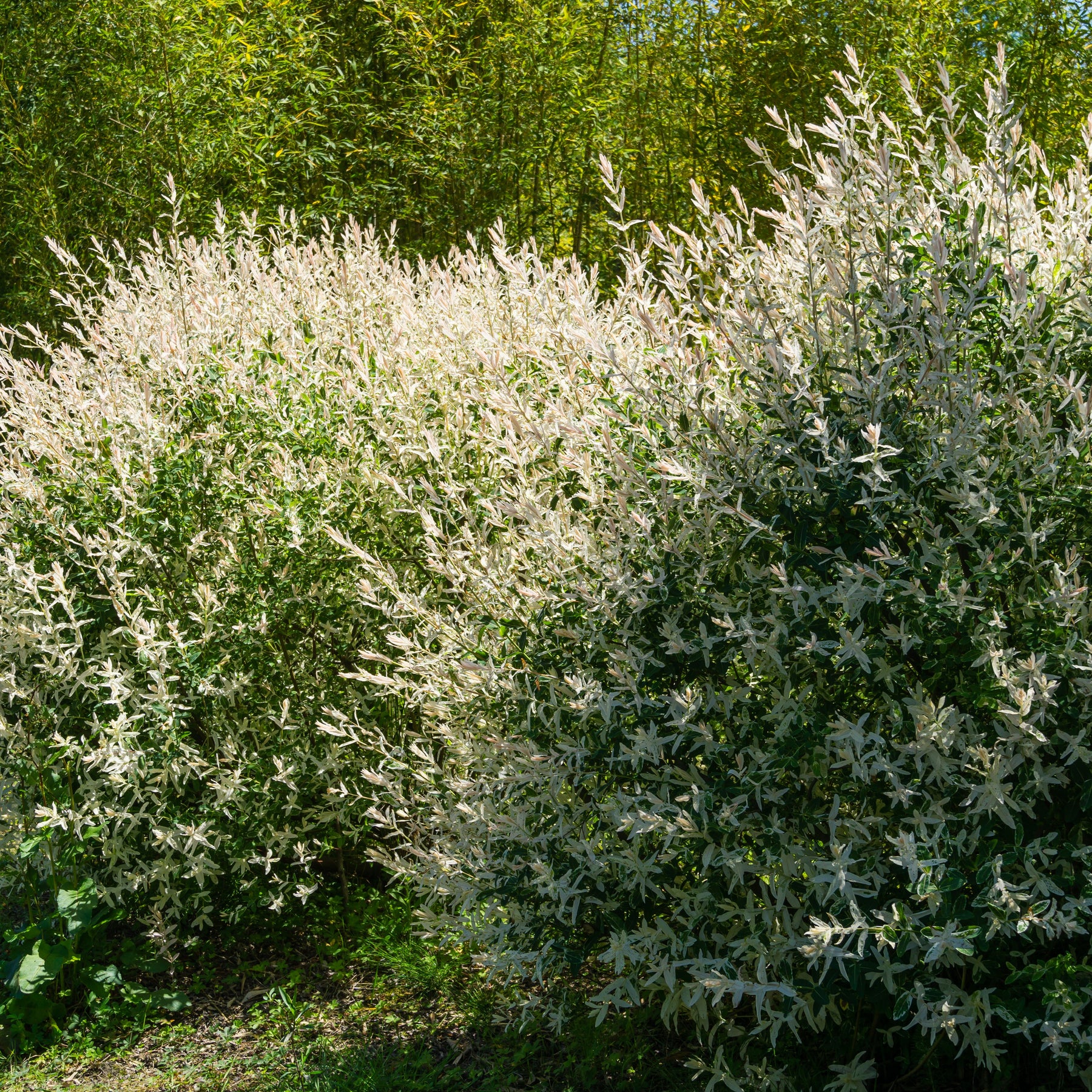Vente 5 saules crevette - Haie de 3m linéaire - Salix integra Hakuro Nishiki