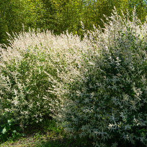 Vente 5 saules crevette - Haie de 3m linéaire - Salix integra Hakuro Nishiki