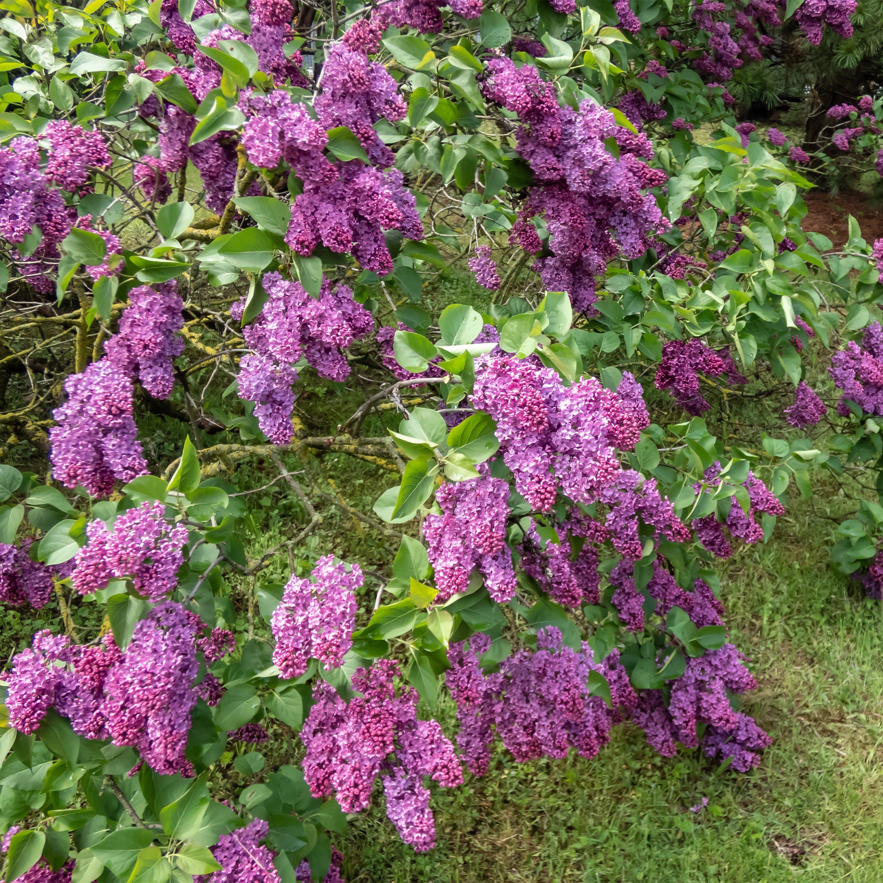 Syringa vulgaris, Forsythia x intermedia  Spectabilis, Lonicera fragrantissima, Clethra alnifolia, Philadelphus virginal, Rosa rugosa - Collection Haie fleuries et parfumées - 12 arbustes - Collections d'arbustes