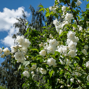 Collections d'arbustes - Collection Haie fleuries et parfumées - 12 arbustes - Syringa vulgaris, Forsythia x intermedia  Spectabilis, Lonicera fragrantissima, Clethra alnifolia, Philadelphus virginal, Rosa rugosa
