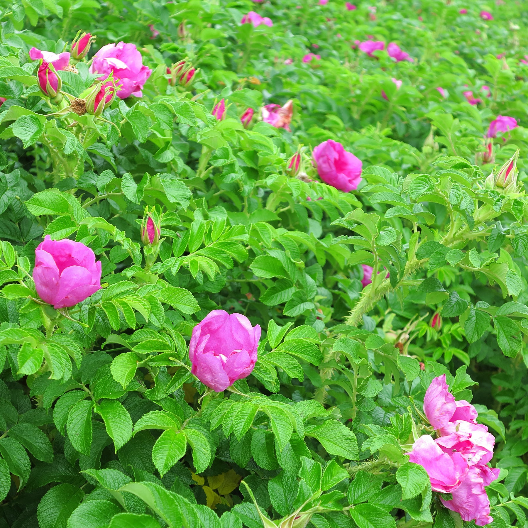 Vente Collection Haie fleuries et parfumées - 12 arbustes - Syringa vulgaris, Forsythia x intermedia  Spectabilis, Lonicera fragrantissima, Clethra alnifolia, Philadelphus virginal, Rosa rugosa