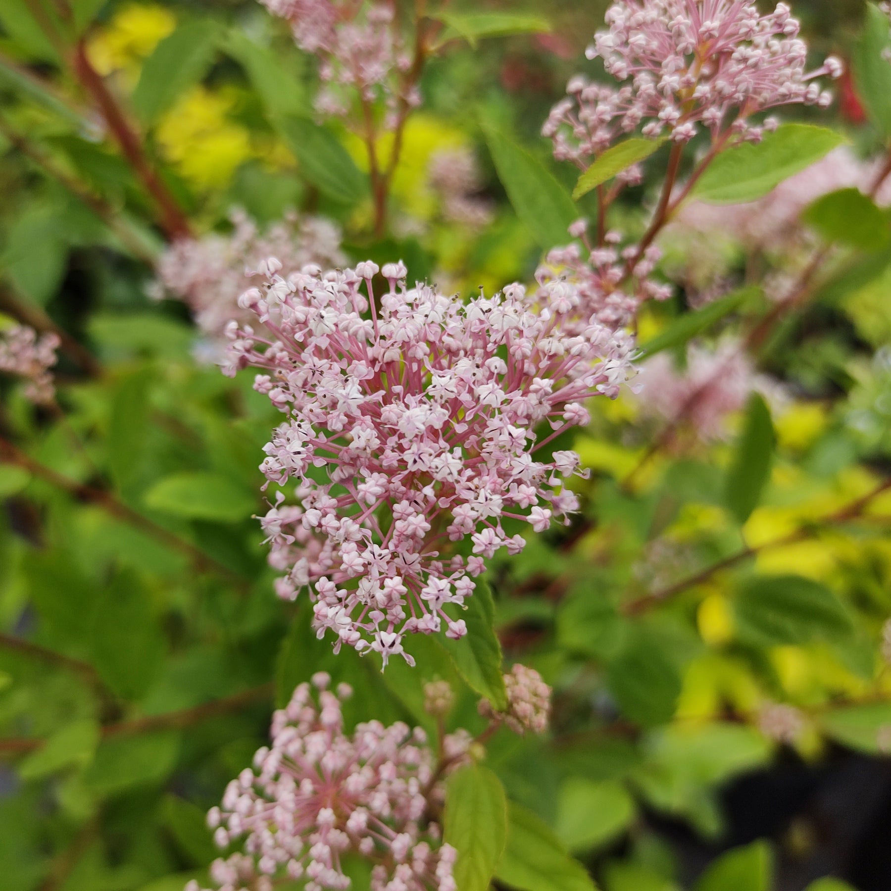 Ceanothus x pallidus marie simon - Céanothe Marie Simon - Céanothes - Lilas de Californie