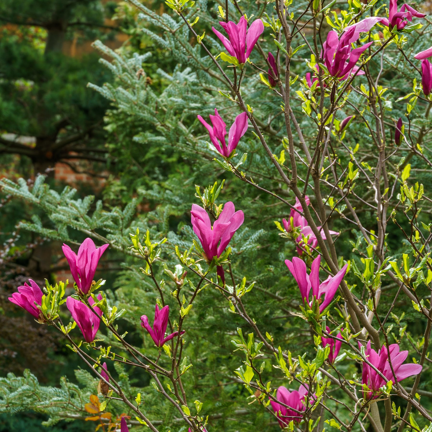 Magnolia Susan - Magnolia Susan - Magnolias