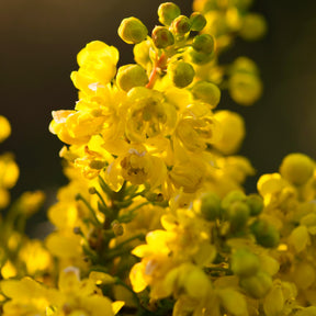 Mahonia x media charity - Mahonia Charity sur tige - Mahonias