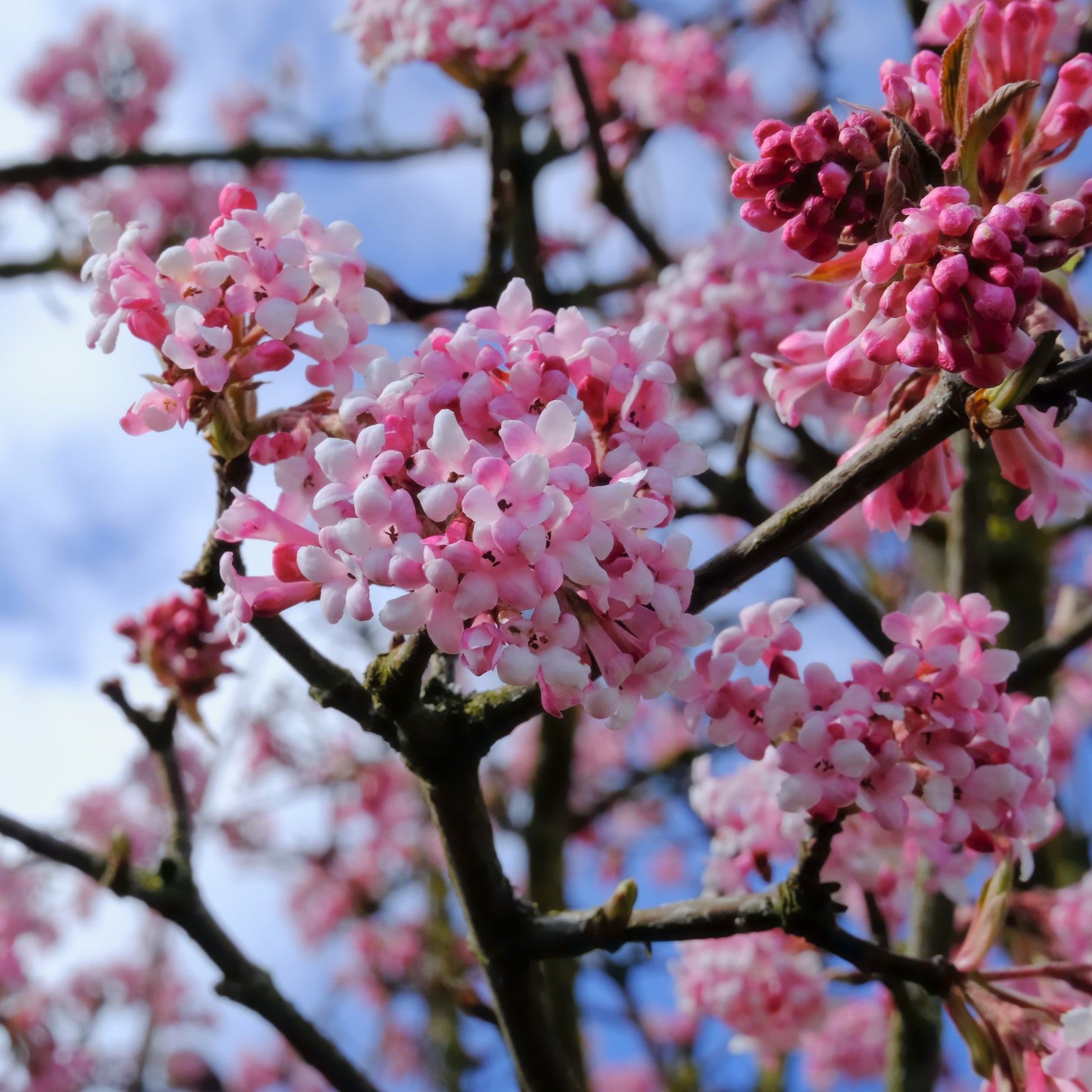 Viburnum opulus Roseum, Viburnum x bodnantense Dawn, Weigelia Bristol Ruby, Philadelphus virginal, Forsythia spectabilis, Tamarix ramosissima - Collection Haie des quatre saisons - 6 arbustes - Collections d'arbustes