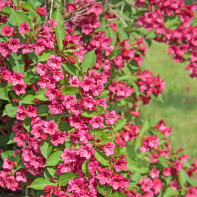 Collections d'arbustes - Collection Haie des quatre saisons - 6 arbustes - Viburnum opulus Roseum, Viburnum x bodnantense Dawn, Weigelia Bristol Ruby, Philadelphus virginal, Forsythia spectabilis, Tamarix ramosissima