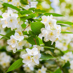 Vente Collection Haie des quatre saisons - 6 arbustes - Viburnum opulus Roseum, Viburnum x bodnantense Dawn, Weigelia Bristol Ruby, Philadelphus virginal, Forsythia spectabilis, Tamarix ramosissima