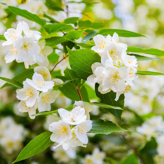 Vente Collection Haie des quatre saisons - 6 arbustes - Viburnum opulus Roseum, Viburnum x bodnantense Dawn, Weigelia Bristol Ruby, Philadelphus virginal, Forsythia spectabilis, Tamarix ramosissima