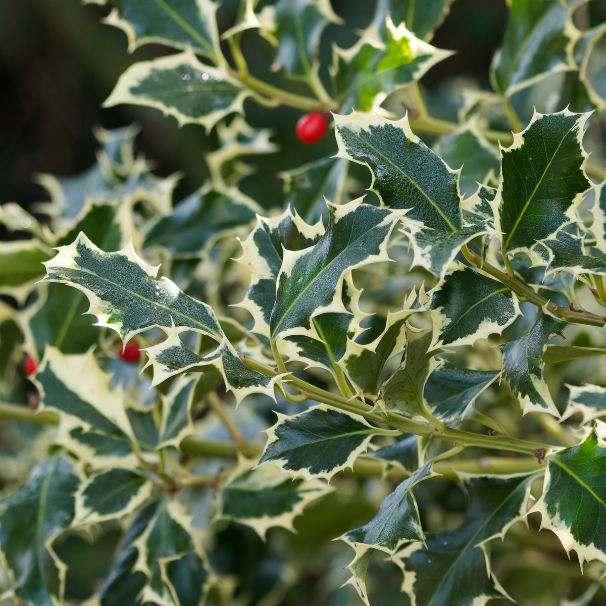 Houx argenté sur tige - Ilex aquifolium Argentea Marginata - Willemse